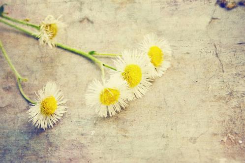 qq个性签名古风诗意