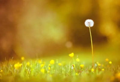 描写美好夏天的短句子