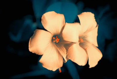 ​对某人失望心寒的句子