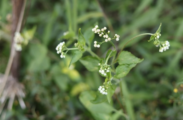 表示孤独的游戏ID 表示孤独的游戏ID