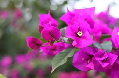 ​qq失恋忘不掉的网名(213个)