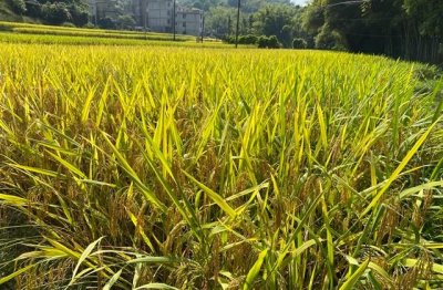 ​沙雕不失优雅的网名