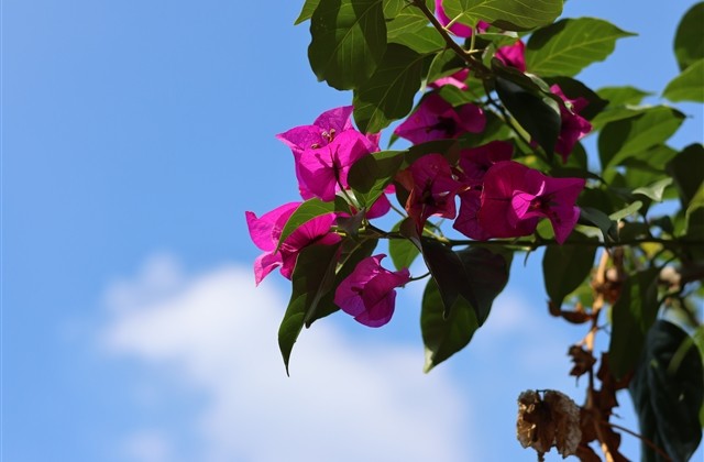 80后经典个性网名(共542个)