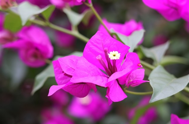 忧伤唯美的中年女性网名(优选543个)